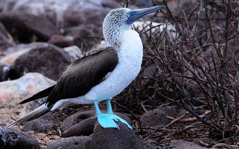 Blue-Footed Booby — © Vince Smith / Flickr.
