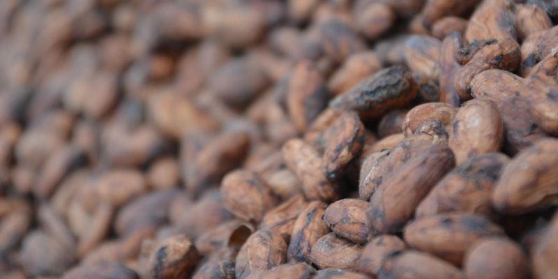 Fairtrade cocoa beans in Ecuador — © Laura Straub.