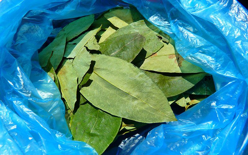 Chew coca leaves in Ecuador — © LoggaWiggler / Pixabay.
