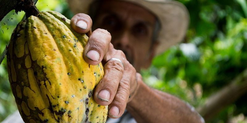 Ecuadorian cocoa farmer — © Elias Shariff Falla Mardini / Pixabay.
