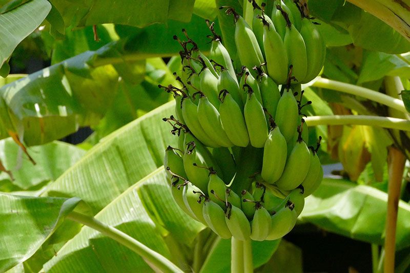 Ecuador is the biggest producer of bananas — © SatyaPrem / Pixabay.