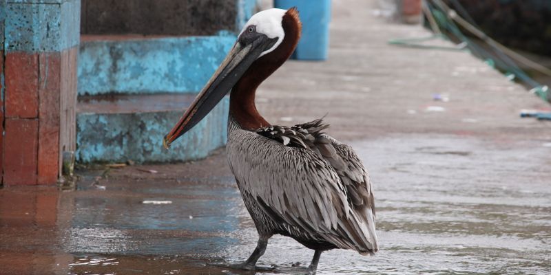 Pelican passing one of the boats at Galapagos’ harbour — © Instituto Superior de Español.