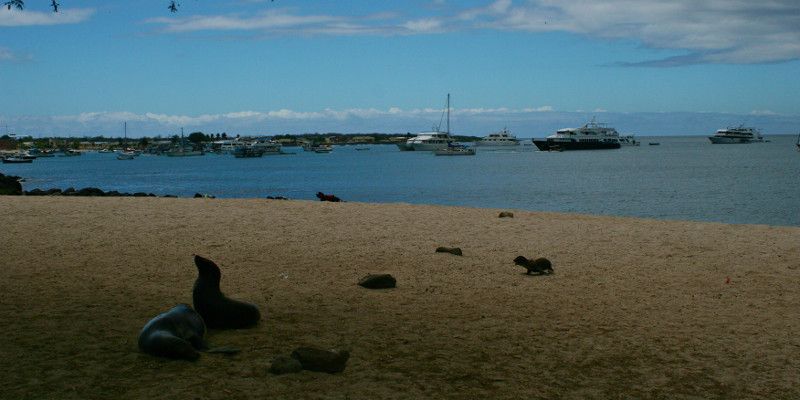 Seals at the coast of Galapagos Islands — © Instituto Superior de Español.