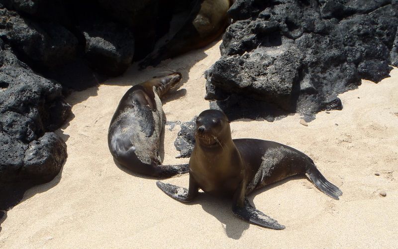 Galápagos Sea Lion — © Gina Debortoli.