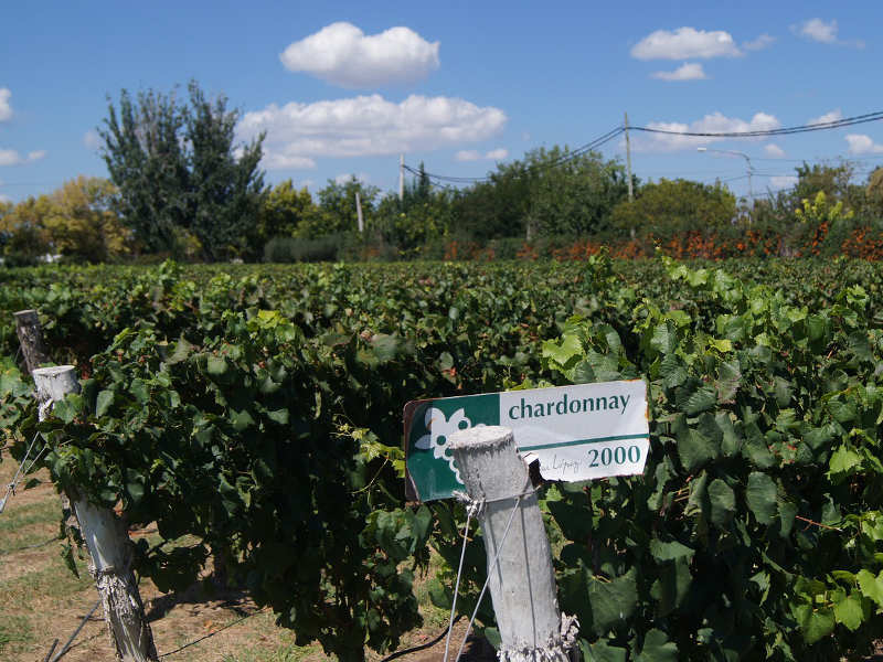 Vineyard in Mendoza — © pansso / Pixabay.