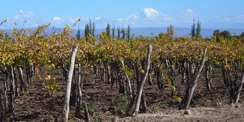 Mendoza vineyard — © Philip Schilling.