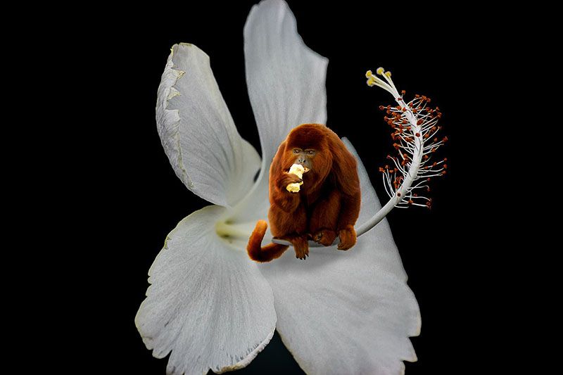 Monkey orchid in Ecuador — © Schwoaze / Pixabay.