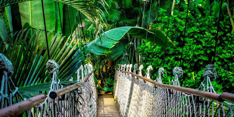 Rainforest in Ecuador — © Nile / Pixabay.