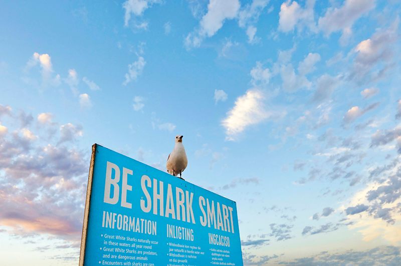 How to avoid sharks in Cape Town — © Richard_Lightscapes / iStock.