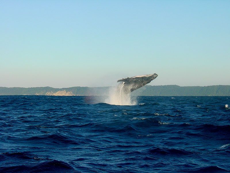 Whale watching at Western Cape — © Jens Teichmann / Pixabay.