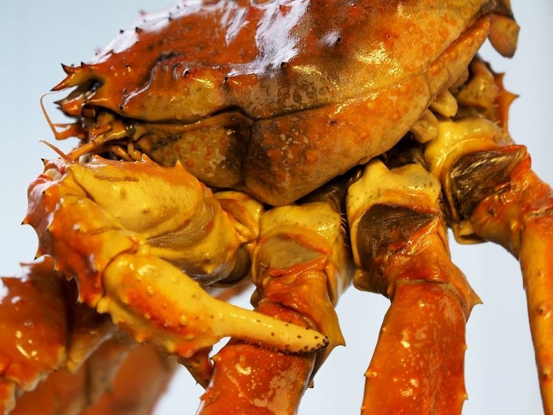 King crab close-up shot — © diddi4 / Pixabay.
