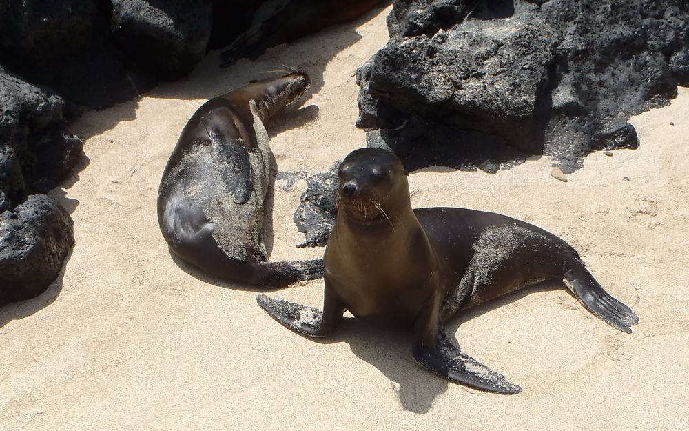 These Animals You Have to See on the Galápagos Islands