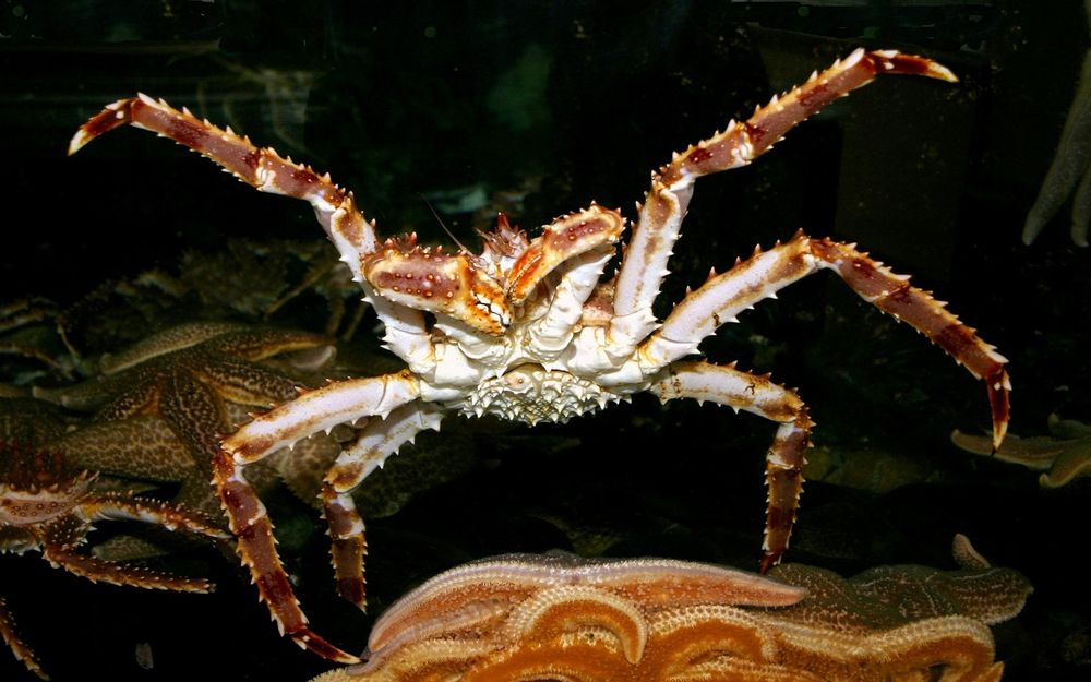 Eight Reasons Why You Shouldn’t Eat King Crab in Argentina